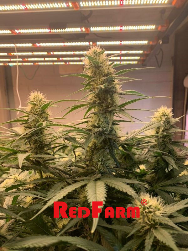 L'alto rendimento il IR UV 1000w dell'OEM ha condotto le luci progressive per le piante d'appartamento 4