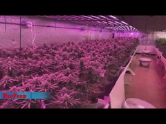 Redfarm LED Grow Light