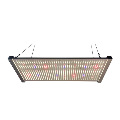 spettro completo SEOUL 395nm UV delle luci progressive del bordo LED di 320W Quantum